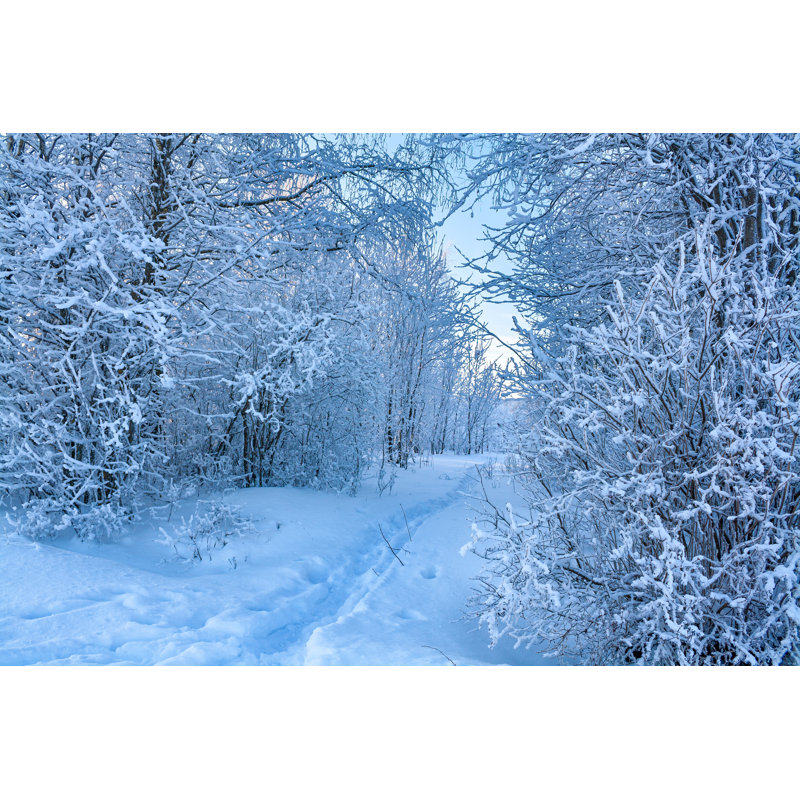 Winter Forest - Wrapped Canvas Print, 61cm H x 91cm W