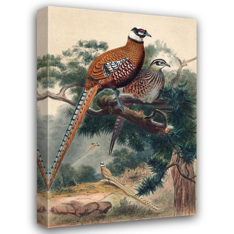 «Reeves Pheasant» par Joseph Wolf - Art mural sur toile tendue avec châssis, H 24 po x l 17 po