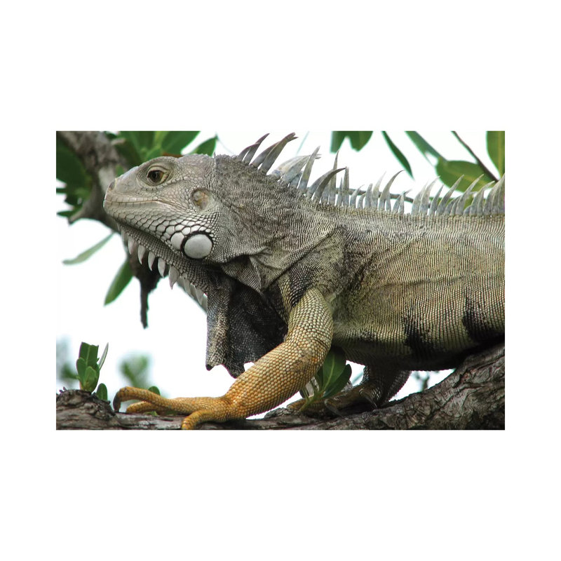 Iguana by Brian Wolf - Wrapped Canvas Print, 20.32cm H x 30.48cm W x 1.91cm D