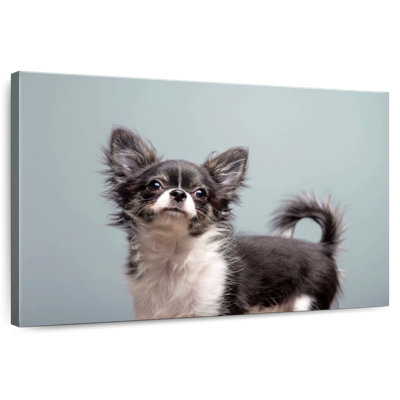 Brampt Long Haired Chihuahua