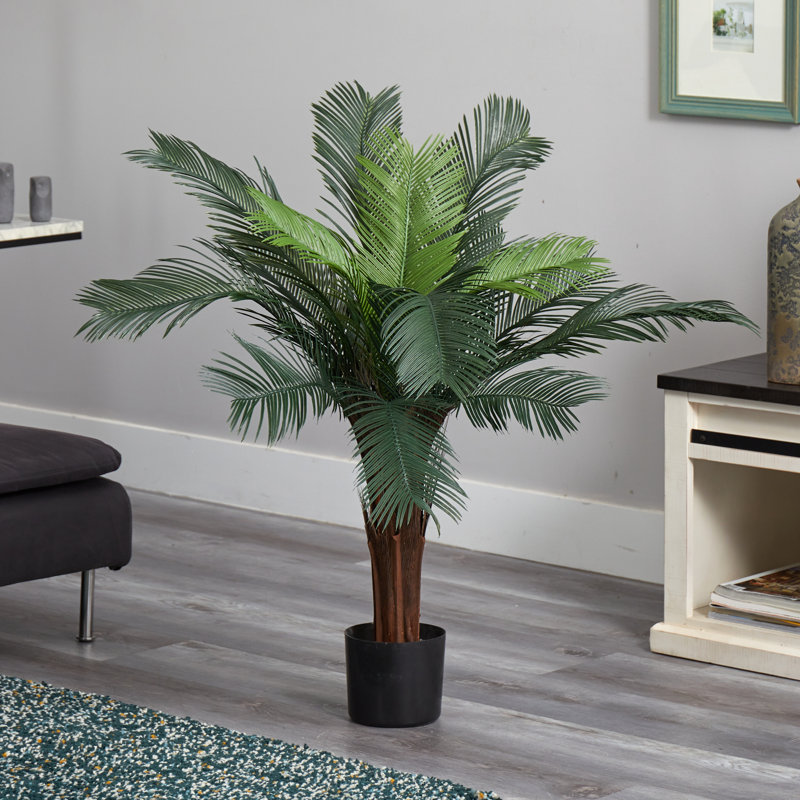 3 pi Cycas résistant aux rayons UV (intérieur / extérieur)
