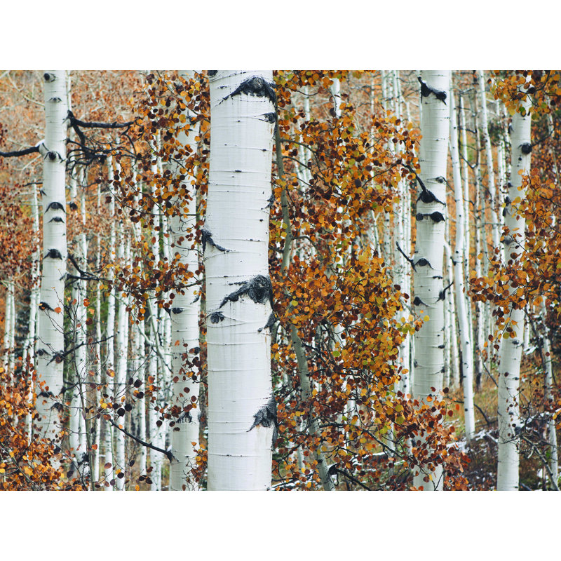 Bouleaux d'automne - reproduction sur toile tendue, L 16 po x H 12 po