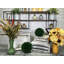 Buis de plantes en faux conserve