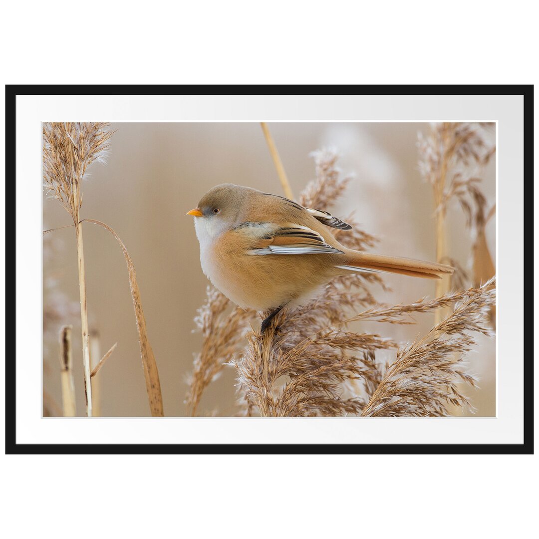 Gerahmtes Poster Kleiner Vogel auf Weizen