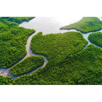 " Mangrove Forest Sea "