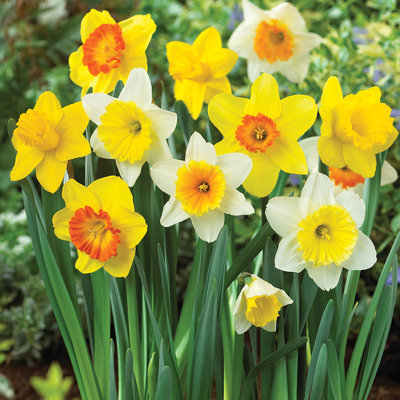 Van Zyverden Daffodils Trumpet and Cupped Mixture Set of 15 Bulbs