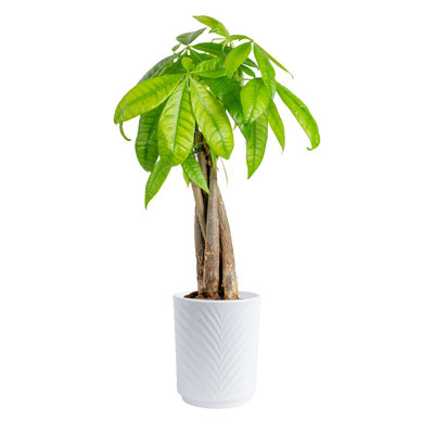 Plant Money Tree in Planter
