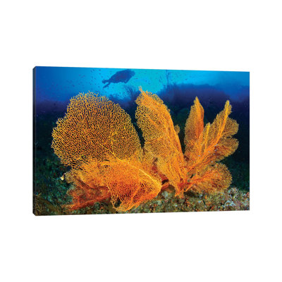 A Diver Looks At Large Gorgonian Sea Fans, Solomon Islands by Steve Jones - Wrapped Canvas Print