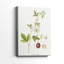 Passion Flower Trio II -Galery Enveloppé Cavas-1307039919