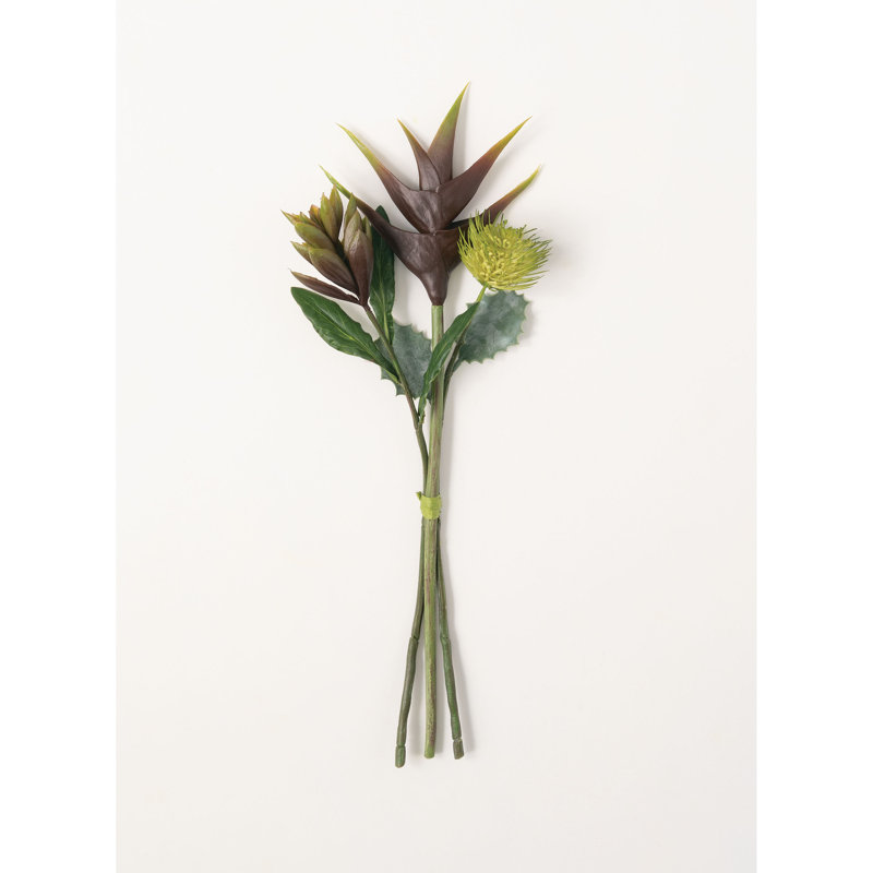 Buisson tropical tropical, Brun
