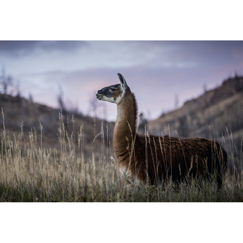 Llama Portrait I by Tyler Stockton - Photograph, 30 cm H x 46 cm W, Wrapped Canvas