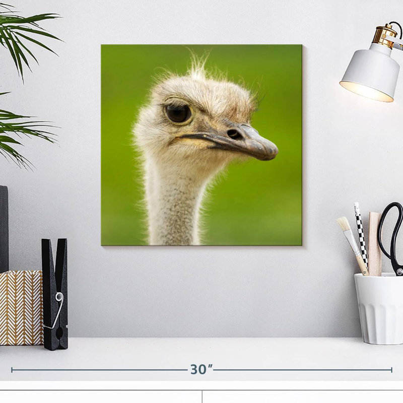 Crowle Serious Ostrich, 16" H x 16" W