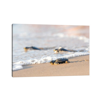 " Kemp's Ridley Sea Turtle Hatchling I " by Larry Ditto
