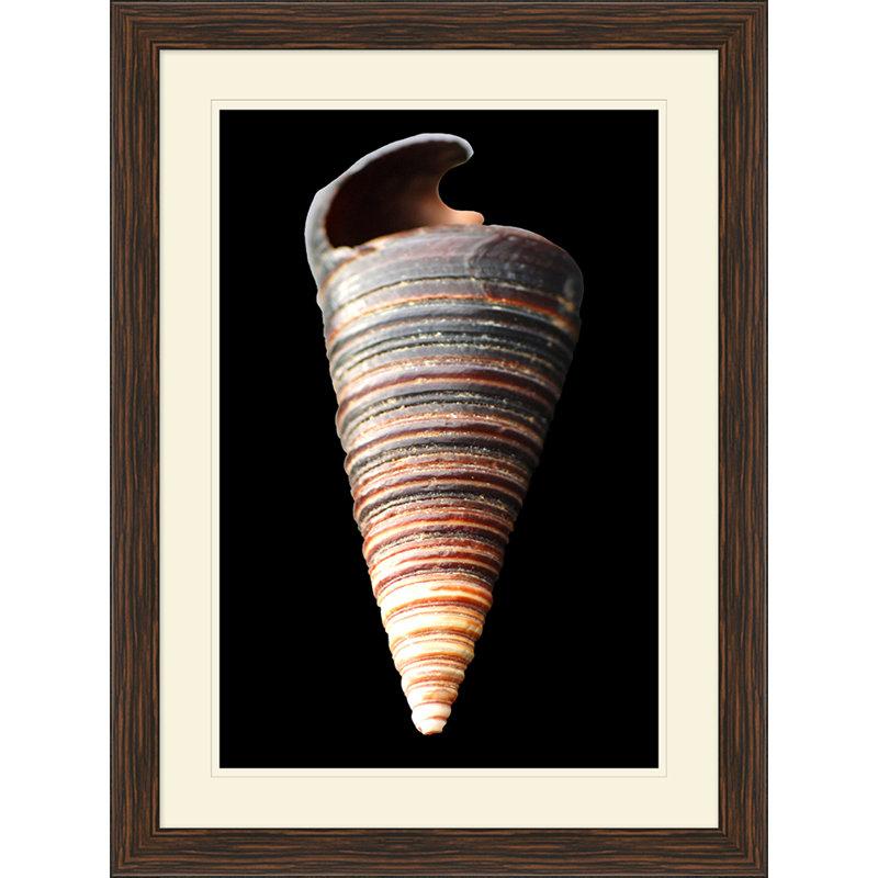 Large Shell 6 Print