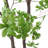 300CMARTIFICIAL DISC LEAF TREE