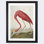 «American Flamingo, from The Birds of America», impression