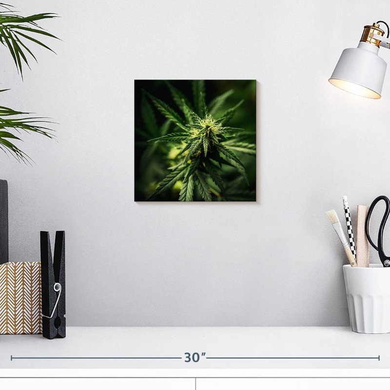 Marijuana fraîchement fleurie, H 10 po x l 10 po