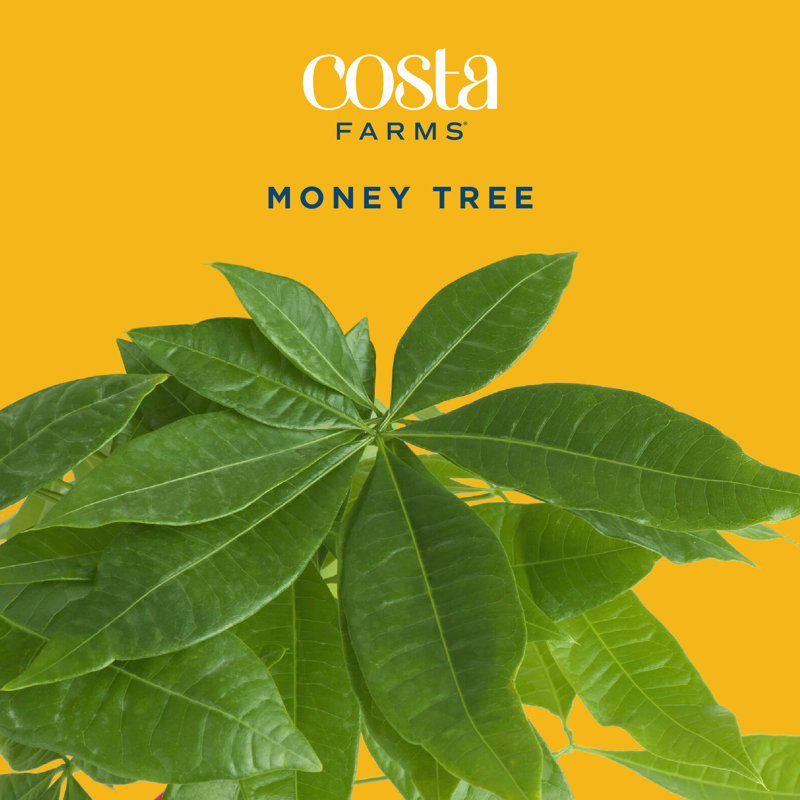 Costa Farms Indoor Pachira Braid Money Tree House Plant in 10-inch Nursery Pot