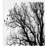 Borden Autumn Fall Tree Branch Single Shower Curtain-895164210