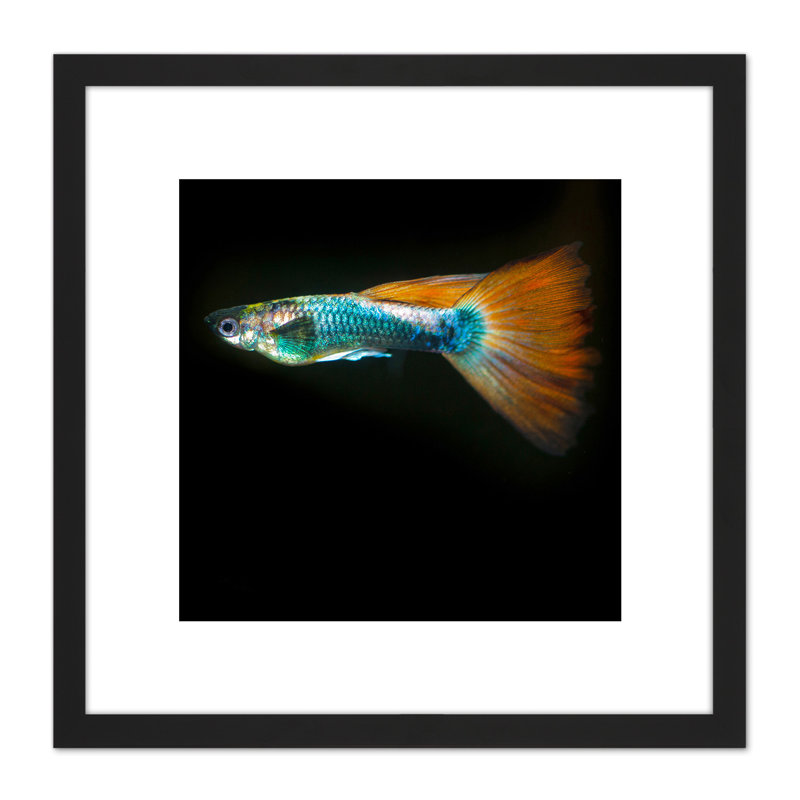Guppy Fish Sea Ocean Photo by William Warby - Single Picture Frame Print
