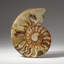 Genuine Calcified Ammonite Half from Madagascar (0.3 Ibs)