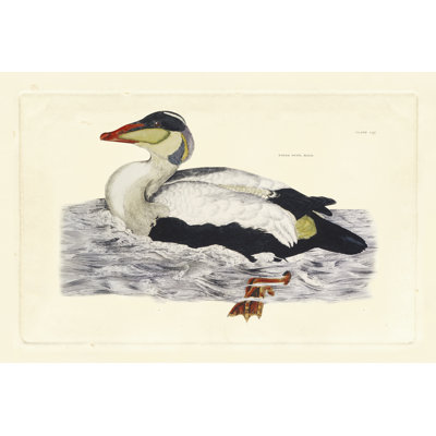 Selby Duck III - Wrapped Canvas Painting