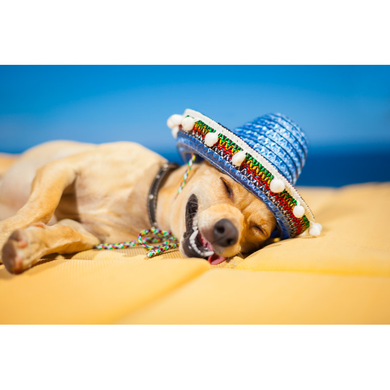 Drunk Mexican Dog by Damedeeso - Wrapped Canvas Print, 30cm H x 46cm W