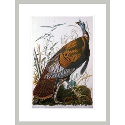«Wild Turquie mâle» par John James Audubon, impression giclée encadrée