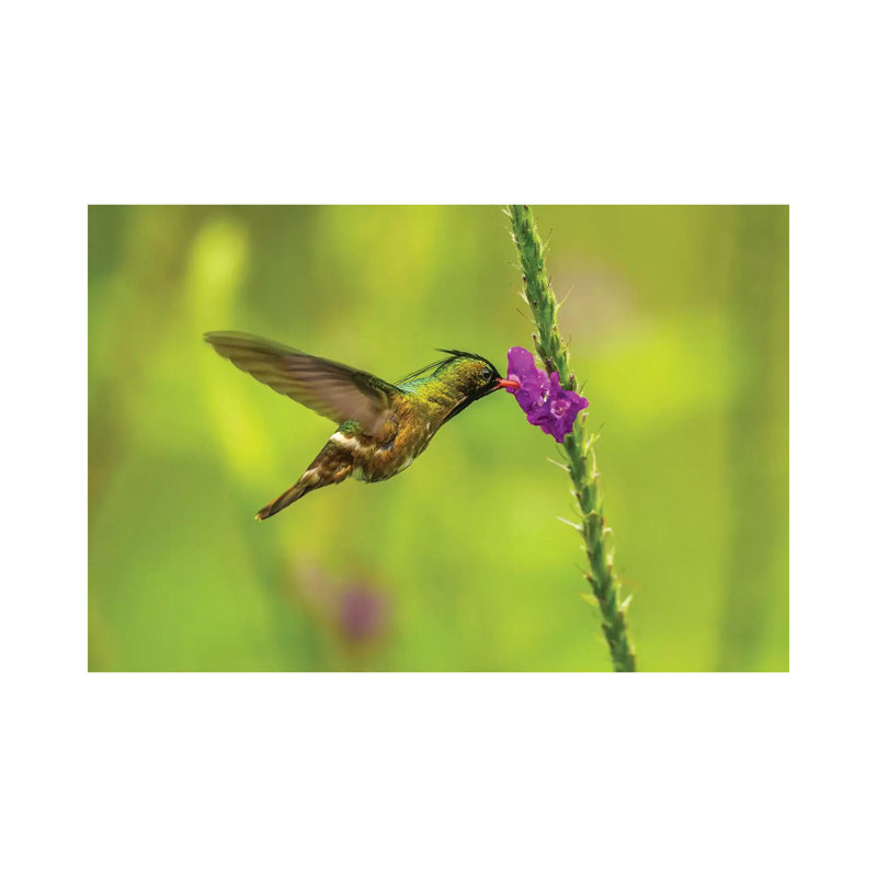 Costa Rica, Arenal. Black-Crested Coquette Feeding on Vervain. 1 Piece Wrapped Canvas Wall Art