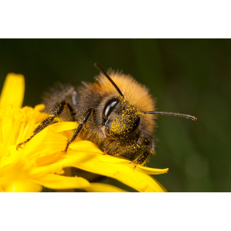 Claudino Bombus Hypnorum par Grandaded, H 32 po x l 48 po