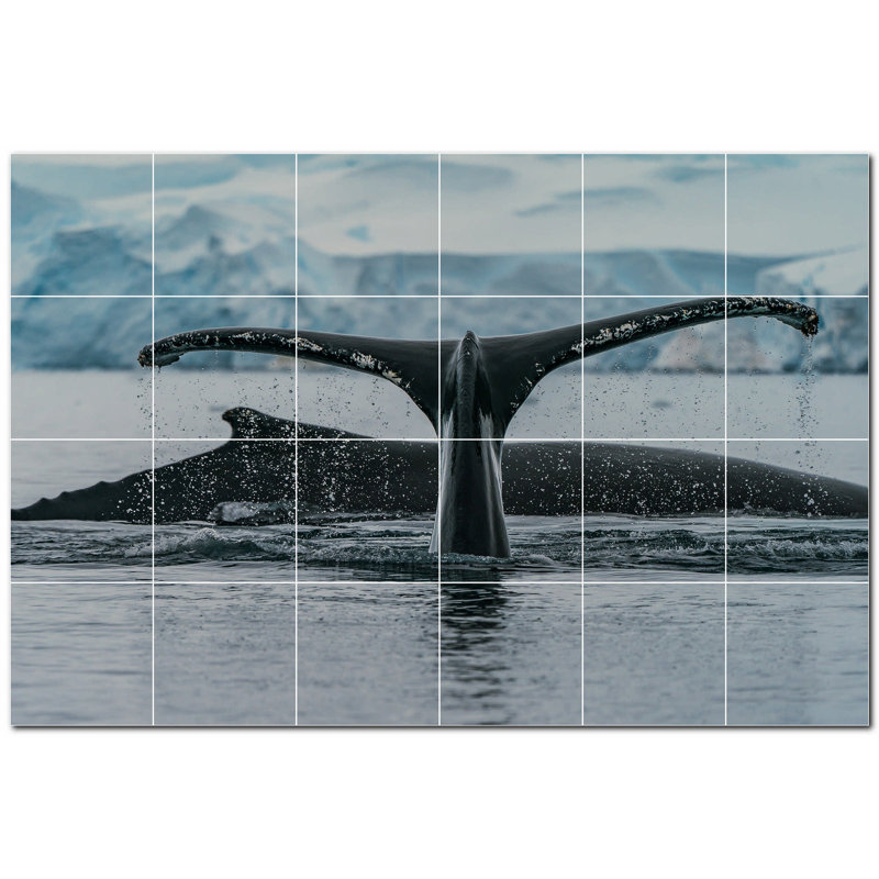 Baleine photo 6 x 6