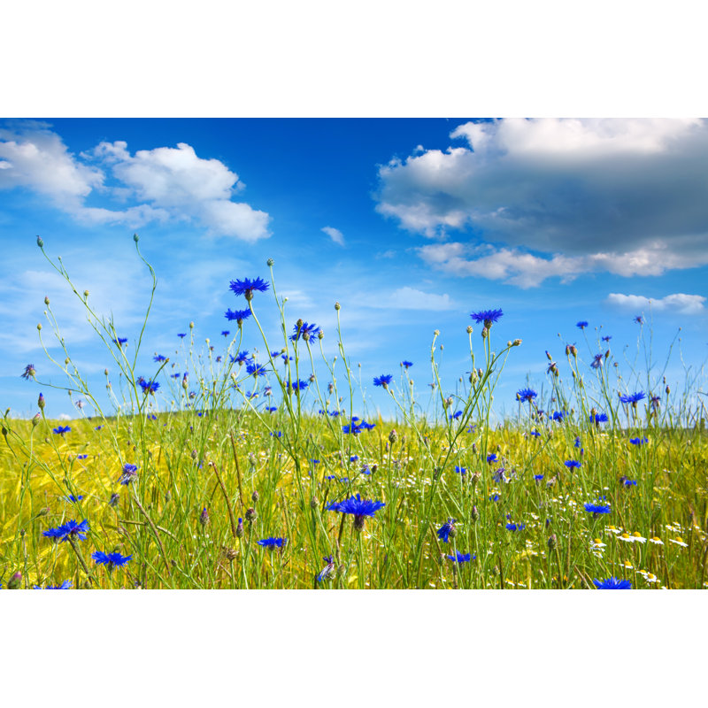 Summer Landscape With Flower Meadof And Clouds. by Swkunst - Wrapped Canvas Print, 12"H x 18"W
