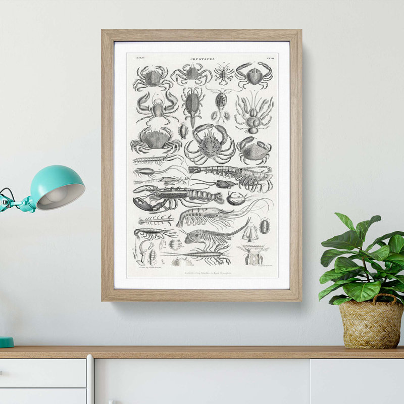 Study of Crustaceans by Oliver Goldsmith - Picture Frame Drawing Print, Oak Framed, 65cm H x 48cm W x 2cm D