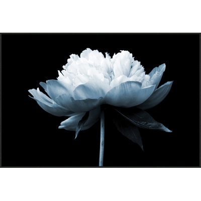 Blue Dahlia 1 Print by Lillian August