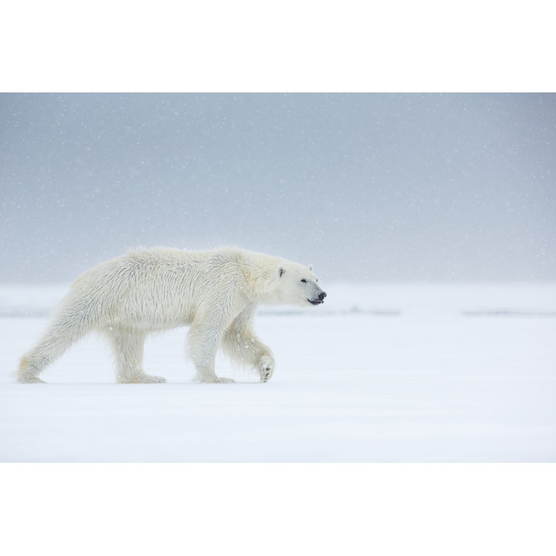 Let It Snow by Urmas Photo Com - Wrapped Canvas Print, 51cm H x 76cm W x 3.8cm D