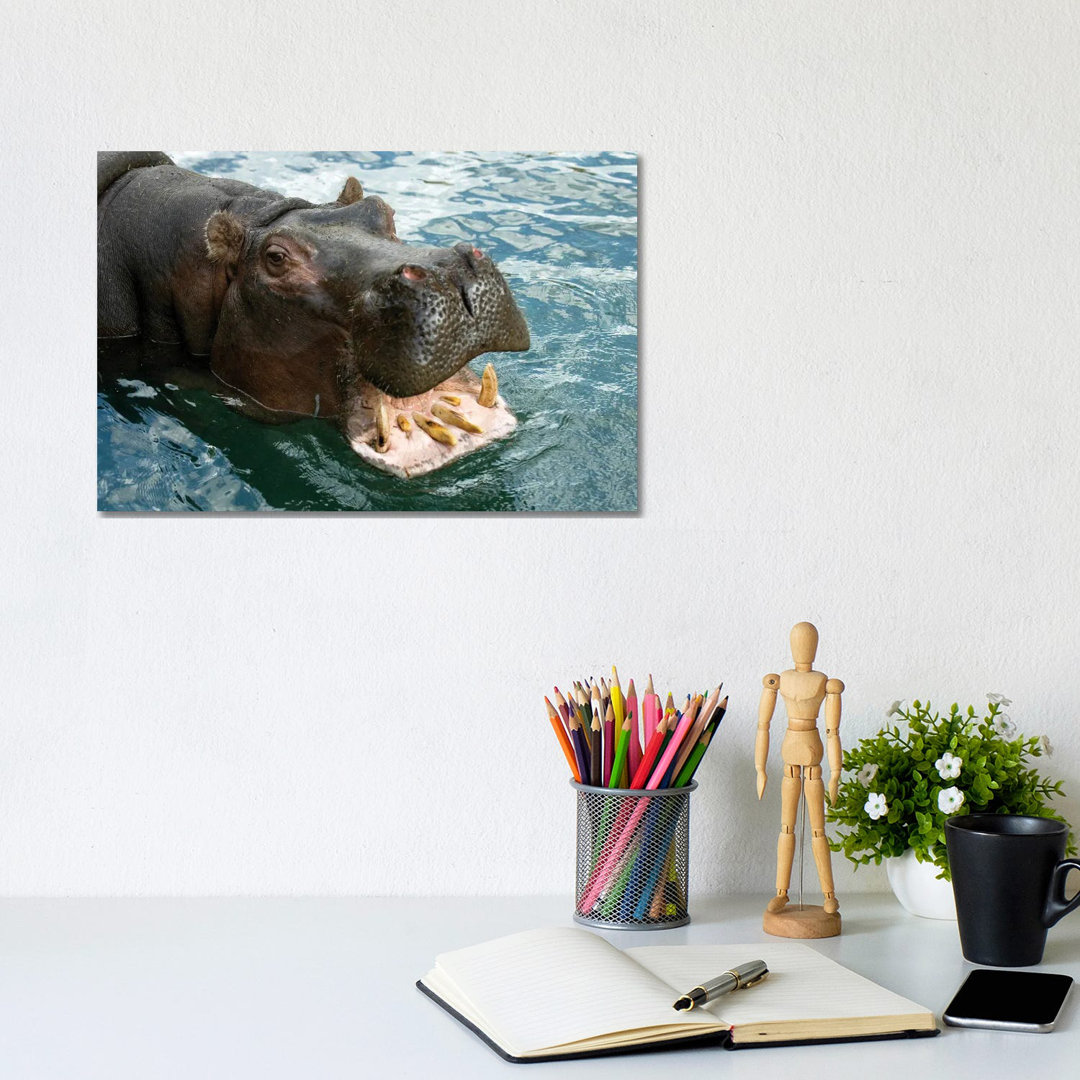 A Hippopotamus Bares Its Teeth At The Sedgwick County Zoo von Joel Sartore - Gallery-Wrapped Canvas Giclée on Canvas