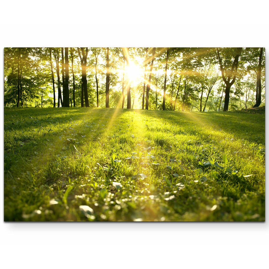 Leinwandbild Frühlingserwachen im Wald