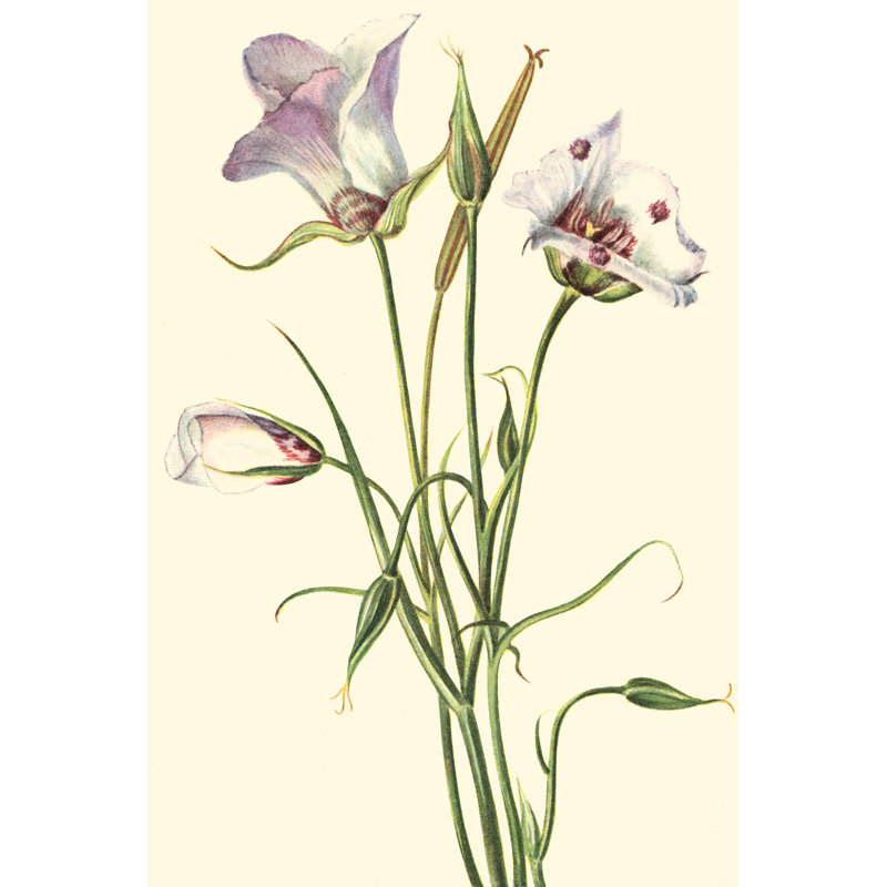 Delicate Wildflowers IV - Painting on Canvas, 46cm H x 30cm W, Black Floater Framed