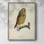 «French Owls II», reproduction encadrée - bois massif-142644582