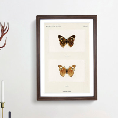 Buckeye Butterfly by S.F. Denton - Picture Frame Graphic Art Print