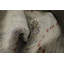 Tapis gris moderne Modern Wave