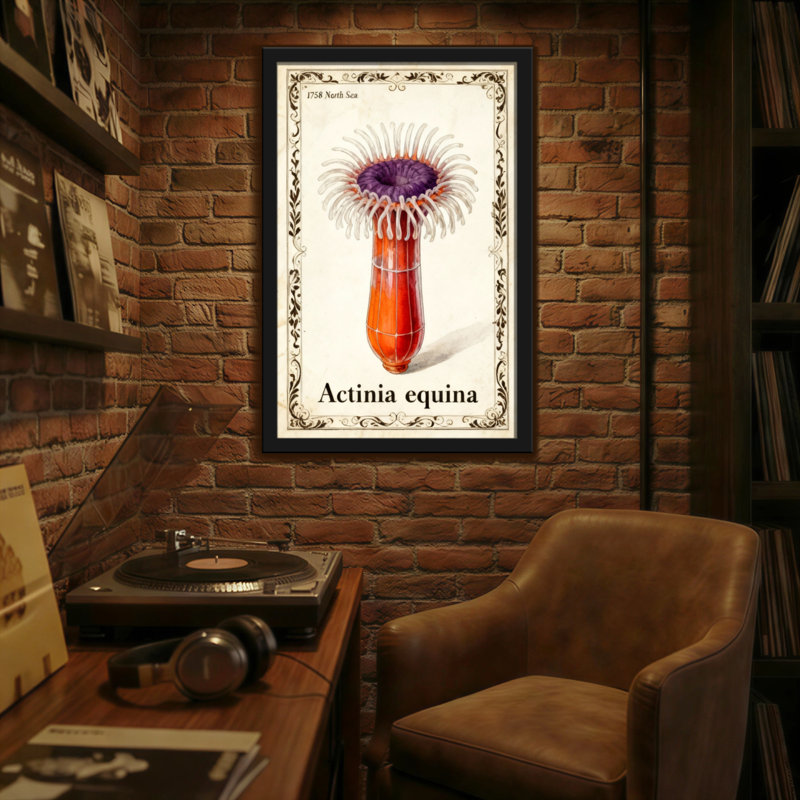 Animaux, reproduction d'anémone de mer Actinia Equina, H 18 po x l 12 po