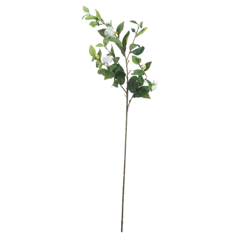 Anastasija Arrangement