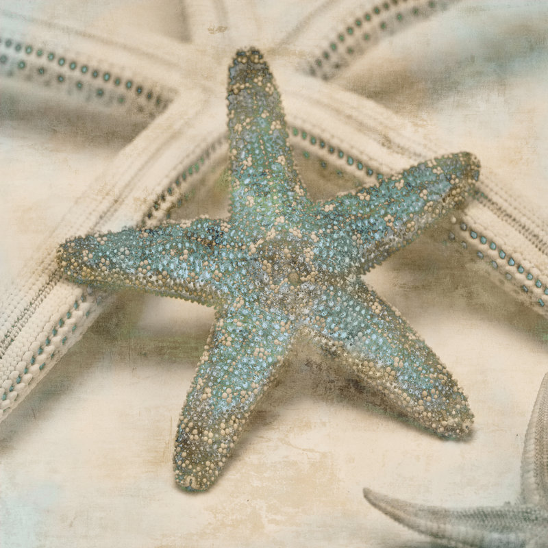 Coastal Gems III by John Seba - Wrapped Canvas Print, 91cm H x 91cm W