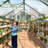 8 ft. W x 12 ft. D Greenhouse for Outdoors, with Reinforced Quick-Setup and Roof Vent, Green