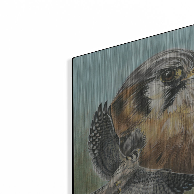 «American Kestrel» par Barbara Keith, H 16 po x l 12 po