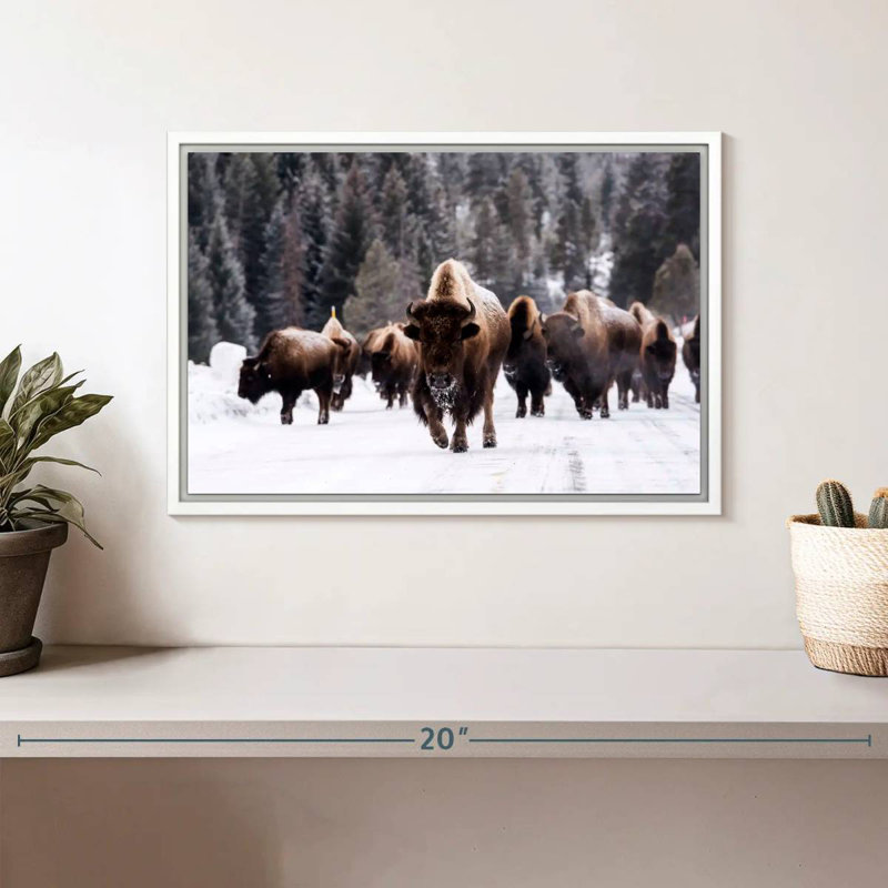 Bisons d'hiver, Cadre flottant blanc, 13 po x 9 po