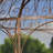 6.5 Ft. W x 6.5 FT. D Iron Patio Gazebo-91329084
