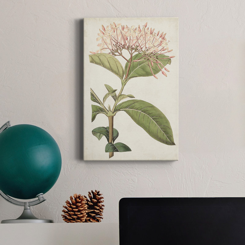 Antique Botanical Collection VI - reproduction, H 27 po x l 18 po x P 1 po