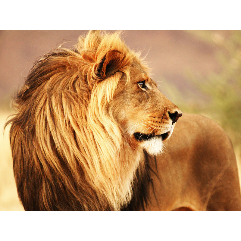Male Lion, Namibia - Wrapped Canvas Print, 70cm H x 100cm W x 4cm D
